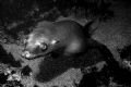 Underwater puppy dog, aka sea lion. Lobster Shack, Coronado Islands, Mexico.