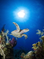 Hawksbill turtle at Cobalt Coast, Grand Cayman