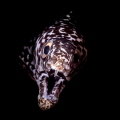 Dramatic Entrance!
Gymnothorax moringa - Spotted Moray Eel, Grand Cayman,
Olympus E-PL3, PT Housing, dual UFL-2 strobes,
14-42mm lens, Subsee +5 Diopter,
f14, 1/120sec, ISO200