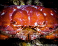 Round crab, I think etisus splendidus, but please correct me if I'm wrong.  Bunaken night dive.