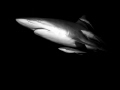 Oceanic blacktip shark in Durban.