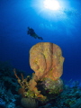 Huge orange barrel sponge at Cobalt Coast