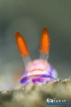 H E A D - S H O T
Nudibranch (Hypselodoris carnea)
Anilao, Philippines. May 2014