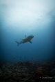 Reef Shark shot in Jupiter Florida ISO 800 1/60 sec f11 ambient light
