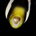 Nemo with parasite.