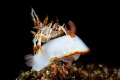 A tiger shrimp sitting on a nudibranch found in Lembeh.