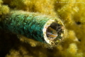 Small Goby hiding