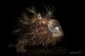 The Yawning Hairy Frogfish.