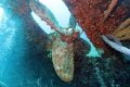 Propeller of the Hilma Hooker, Bonaire
