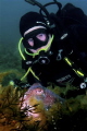 Giant Australian Cuttlefish impress photography group with Paul Macdonald of downunderpix, Nikon D700, Sea & Sea housing, 15mm sigma fish eye lens, 1.4x TC, 2x Sea & Sea YS110 strobes, f/14, 1/60, ISO-400