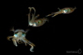 Three shots from the movement of a squid merged together.