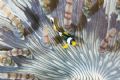 Clownfish in an anemone. 

Sodwana, South Africa