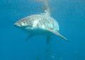 Great White Portrait - Guadalupe Mexico, Sept 2005. Tetra 5000 housing, ambient light
