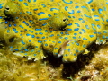 Peacock Flounder, Roatan, Olympus EM5, 60 mm macro, Sea and Sea Strobe