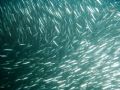 School of anchovies that was being chased by a school of barracudas. Quite the amazing sight. La Jolla Cove, CA.