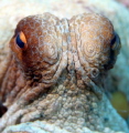 A curious octopus!