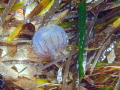 Jelly fish on sea grass
