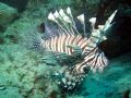 This is a lionfish that it is believed was released onto the reef. We found it at the bottom of a mooring at the lost blue ocean hole near New Providence Island in the Bahamas.