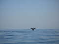 Sperm whale Muscat Oman