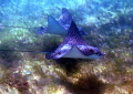 How lucky can one get to catch this shot while snorkeling. Synchronized swimming- Spotted Eagle Rays