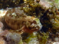Rock Goby (I think)