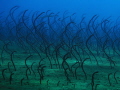The largest eel field I ever saw!