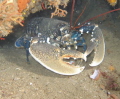 Homarus gammarus Tuscany Lobster