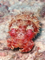 a small cuttlefish of Malapascua