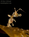 Skeleton Shrimp
Puget Sound WA U.S.A. Skeleton Shrimp
Puget Sound WA U.S.A.