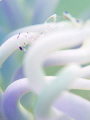 If at first you do succeed try to hide your astonishment. Harry Banks. Anemone Shrimp Ancylomenes holthuisi. Mae Haad Thailand EM5 Oly 60mm 1/125 f6.3 iso320 Inon D2000 Inon UCL165 H2oTools 5x2 If at first you do succeed try to hide your astonishment. Harry Banks. Anemone Shrimp Ancylomenes holthuisi. Mae Haad Thailand EM5 Oly 60mm 1/125 f6.3 iso320 Inon D2000 Inon UCL165 H2oTools 5x2