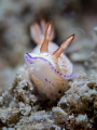 A nose that can see is worth two that sniff. Eugene Ionesco. Nudibranch Hypselodoris sp. Samran Thailand EM5 Oly 60mm 1/160 f8 iso100 Inon D2000 Inon UCL165 H2oTools 5x2 A nose that can see is worth two that sniff. Eugene Ionesco. Nudibranch Hypselodoris sp. Samran Thailand EM5 Oly 60mm 1/160 f8 iso100 Inon D2000 Inon UCL165 H2oTools 5x2