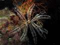 Savigny s feather star inside a reef crevice Savigny s feather star inside a reef crevice