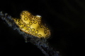 Isolation
A Flamingo Tongue at Macabuca Grand Cayman Isolation
A Flamingo Tongue at Macabuca Grand Cayman