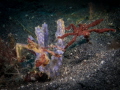 two waycrab lembeh two waycrab lembeh