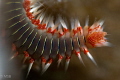 Bearded fireworm. Bearded fireworm.