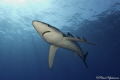 Blue shark Azores. Blue shark Azores.