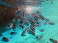 A school of sergeant major damselfish feeding from a boat s waste waters A school of sergeant major damselfish feeding from a boat s waste waters