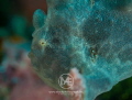 Juvenile giant frogfish antennarius commersoni . Juvenile giant frogfish antennarius commersoni .
