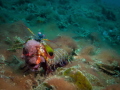 egg carrier in lembeh egg carrier in lembeh