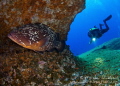 Dusky Grouper on El Baj n known as one of Jacques Cousteau s favorite dive site. El Hierro. Dusky Grouper on El Baj n known as one of Jacques Cousteau s favorite dive site. El Hierro.