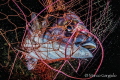 Red net Red net