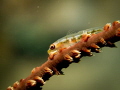 A wire coral goby shot in double macro lenses A wire coral goby shot in double macro lenses