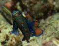 Mandarin fish love.... They were quite shy this evening. I was lucky to get this shot, as I only took about 5 Mandarin fish photos. Shot using Canon 50d
