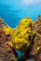 Frogfish Frogfish