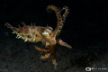 Octo Dance Octo Dance