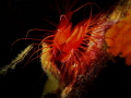 Electric file clam in a cave shows her electric flashing light Electric file clam in a cave shows her electric flashing light