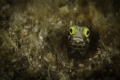 Secretary Blenny Grand Cayman Secretary Blenny Grand Cayman