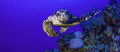 Curious Commotion
This medium sized Hawksbill was so stoked to swim with us underwater. It almost appeared he didn t know what to do with his hands Curious Commotion
This medium sized Hawksbill was so stoked to swim with us underwater. It almost appeared he didn t know what to do with his hands