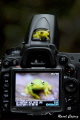 BEFORE and AFTER the shot
This tiny green frog swam to the boat and sticked to it. I took some pics and suddenly the frog decided to jump on my macro lens and on my Nikon to find a little house under my internal strobe. BEFORE and AFTER the shot
This tiny green frog swam to the boat and sticked to it. I took some pics and suddenly the frog decided to jump on my macro lens and on my Nikon to find a little house under my internal strobe.