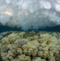 Surge on the reef Surge on the reef